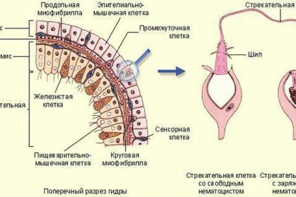 Кракен 16 at