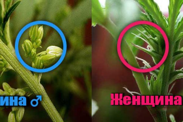 Кракен сайт как зайти