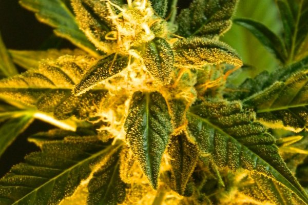 Тор браузер кракен