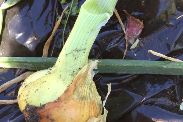 Кракен маркетплейс актуальные ссылки